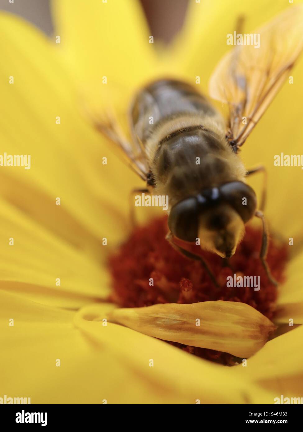 Drone Fly and Daisy - Smartphone Captured Stock Image