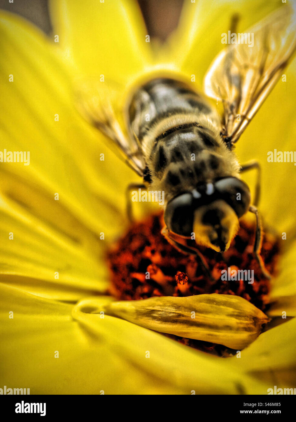 Drone Fly and Flower - Smartphone Captured Stock Image