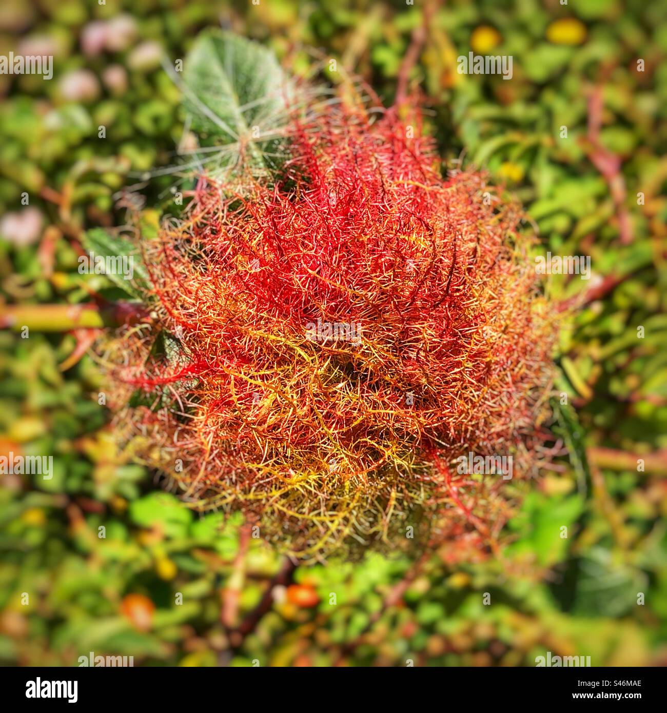 Rose Gall which is a chemically induced distortion of a dog rose, caused by a gall wasp. St Catherine's Hill Nature Reserve Hampshire, United Kingdom. Stock Photo