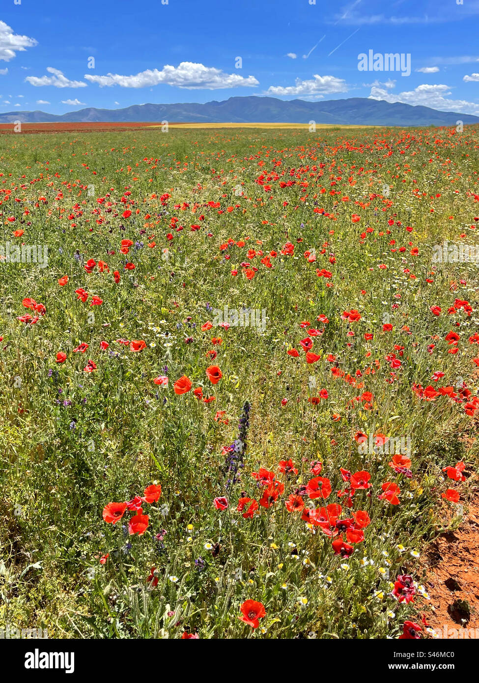 Spring landscape. Soria province, Castilla Leon, Spain. - Smartphone Captured Stock Image