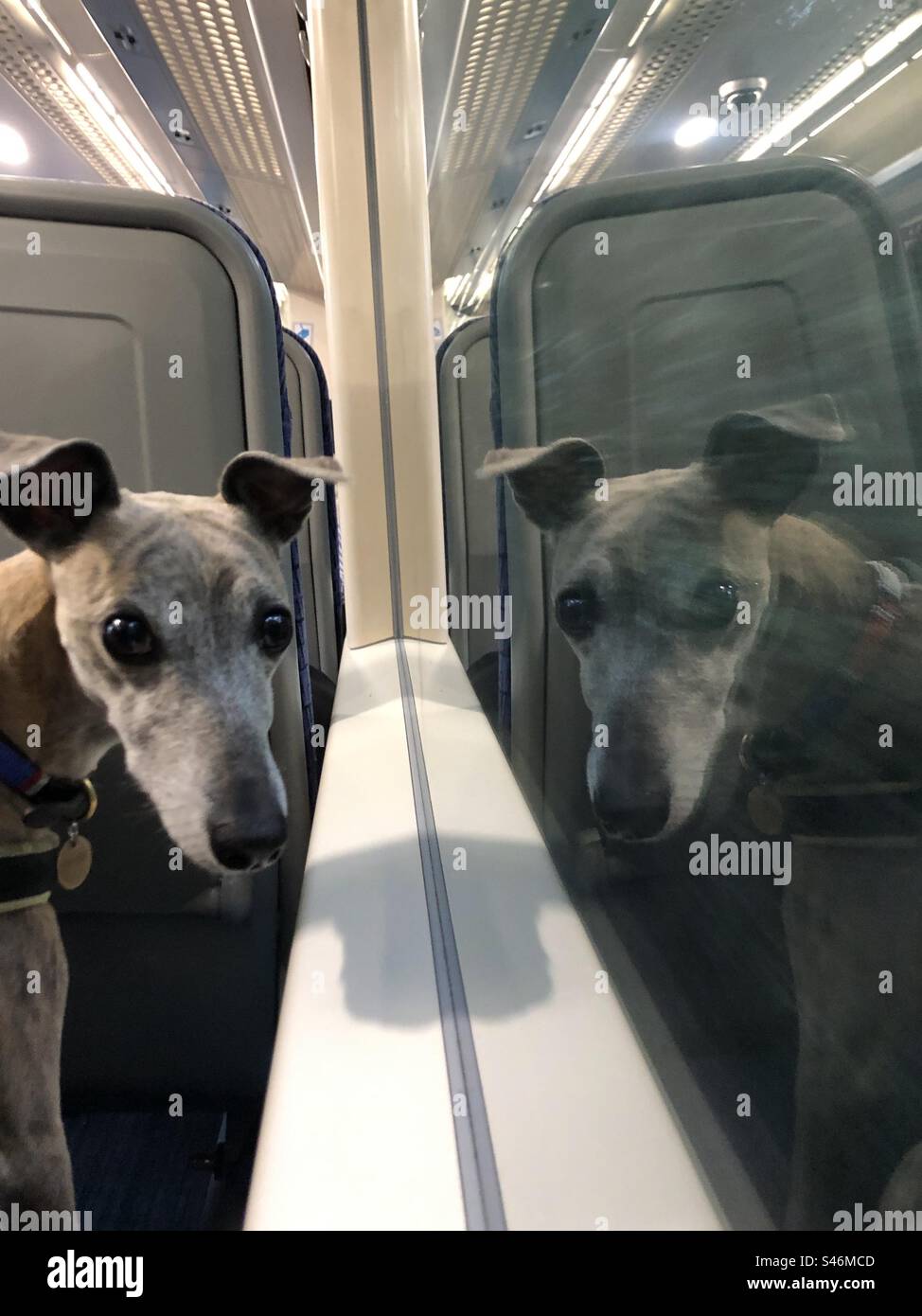 Italian greyhound , whippet travelling on train - Smartphone Captured Stock Image