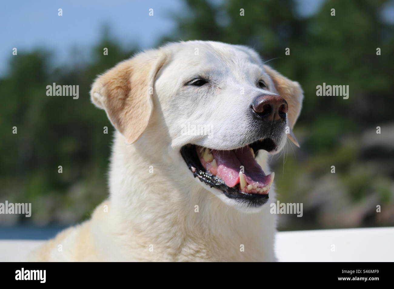 Headshot of yellow Labrador on a boat in the summer smiling Stock Photo