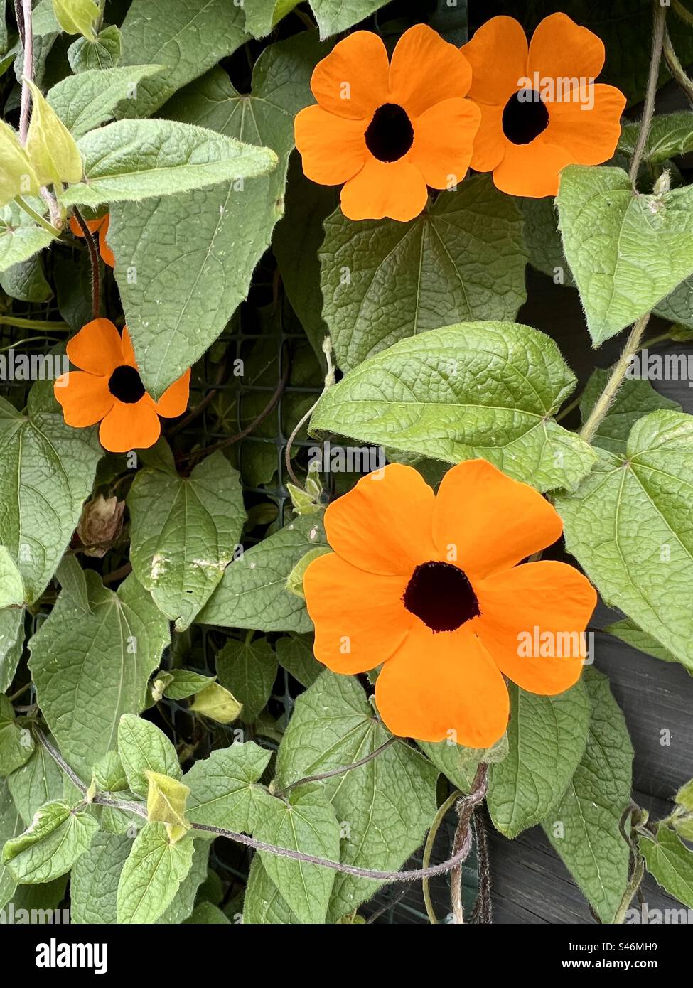 Thunbergia, Black-eyed Susan climbing plant in flower Stock Photo