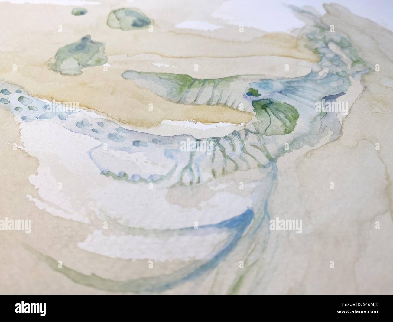 Watercolour of a seahorse in progress by the artist Katherine Masters. Lisbon, Portugal, 2023. - Smartphone Captured Stock Image