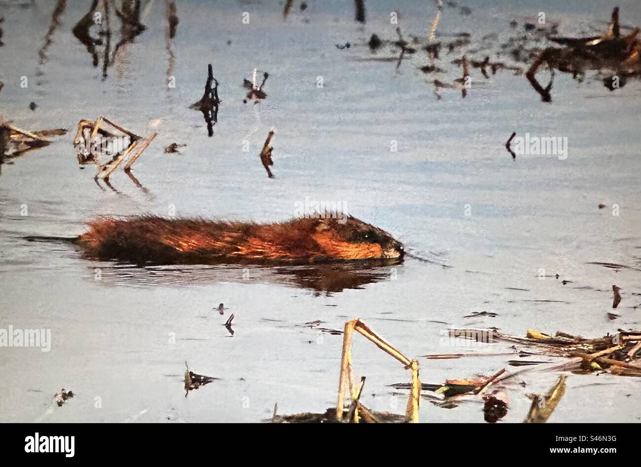 Muskrat, wildlife, rodent, Using mud, pond weeds, cattail and bulrushes, muskrats build their