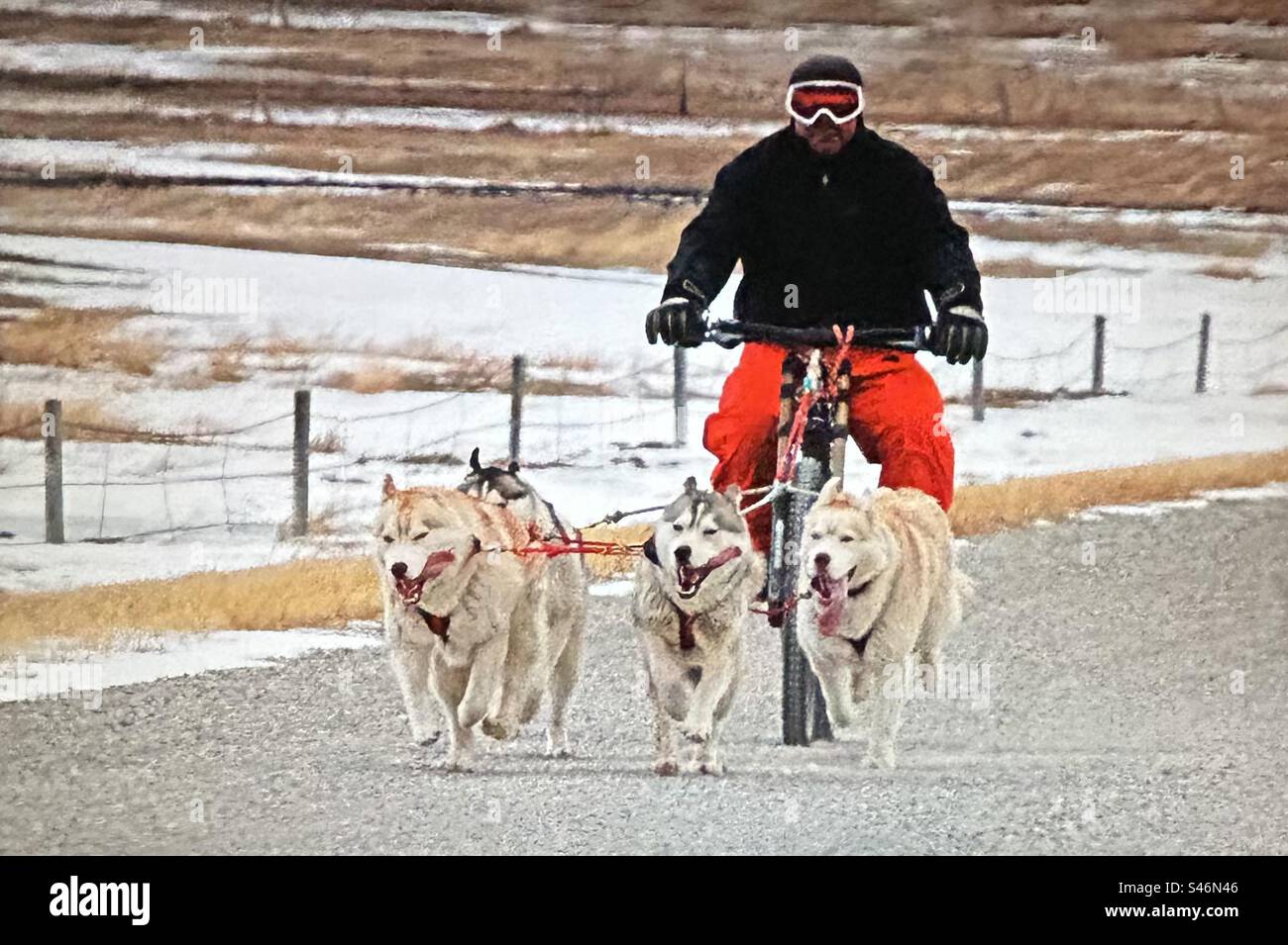 Man on a bicycle being pulled by husky dogs - Smartphone Captured Stock Image