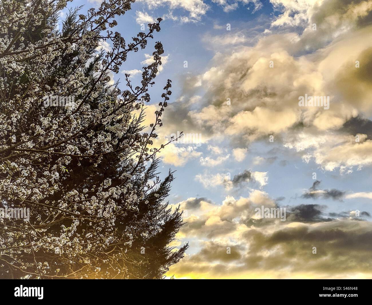 Scenic view of pear tree in full bloom against sunrise sky. Dramatic sky. Tranquil. Idyllic. Springtime. - Smartphone Captured Stock Image