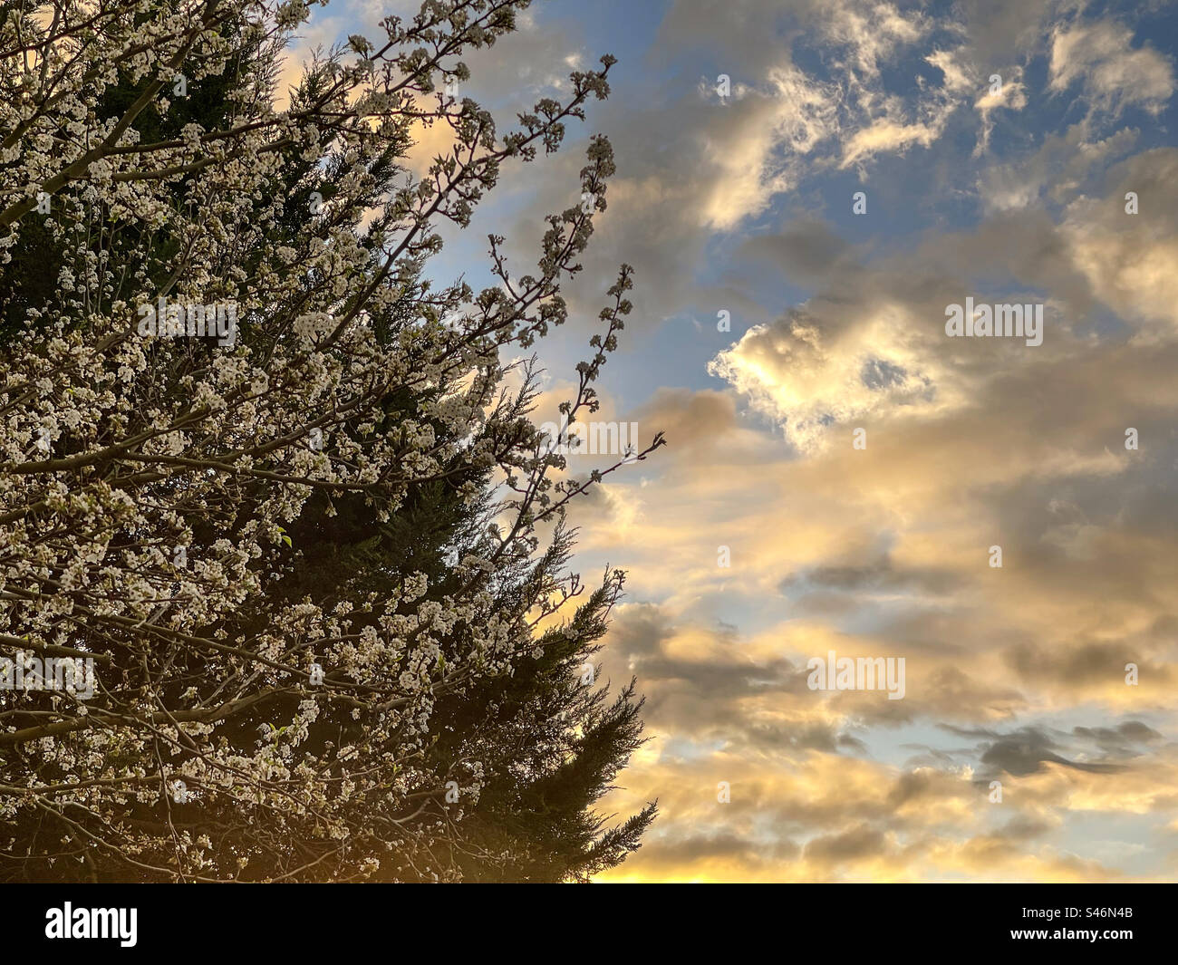 Blooming pear tree on sunrise sky in spring. Full bloom. White blossom. Dramatic sky. Idyllic. Scenic view. - Smartphone Captured Stock Image