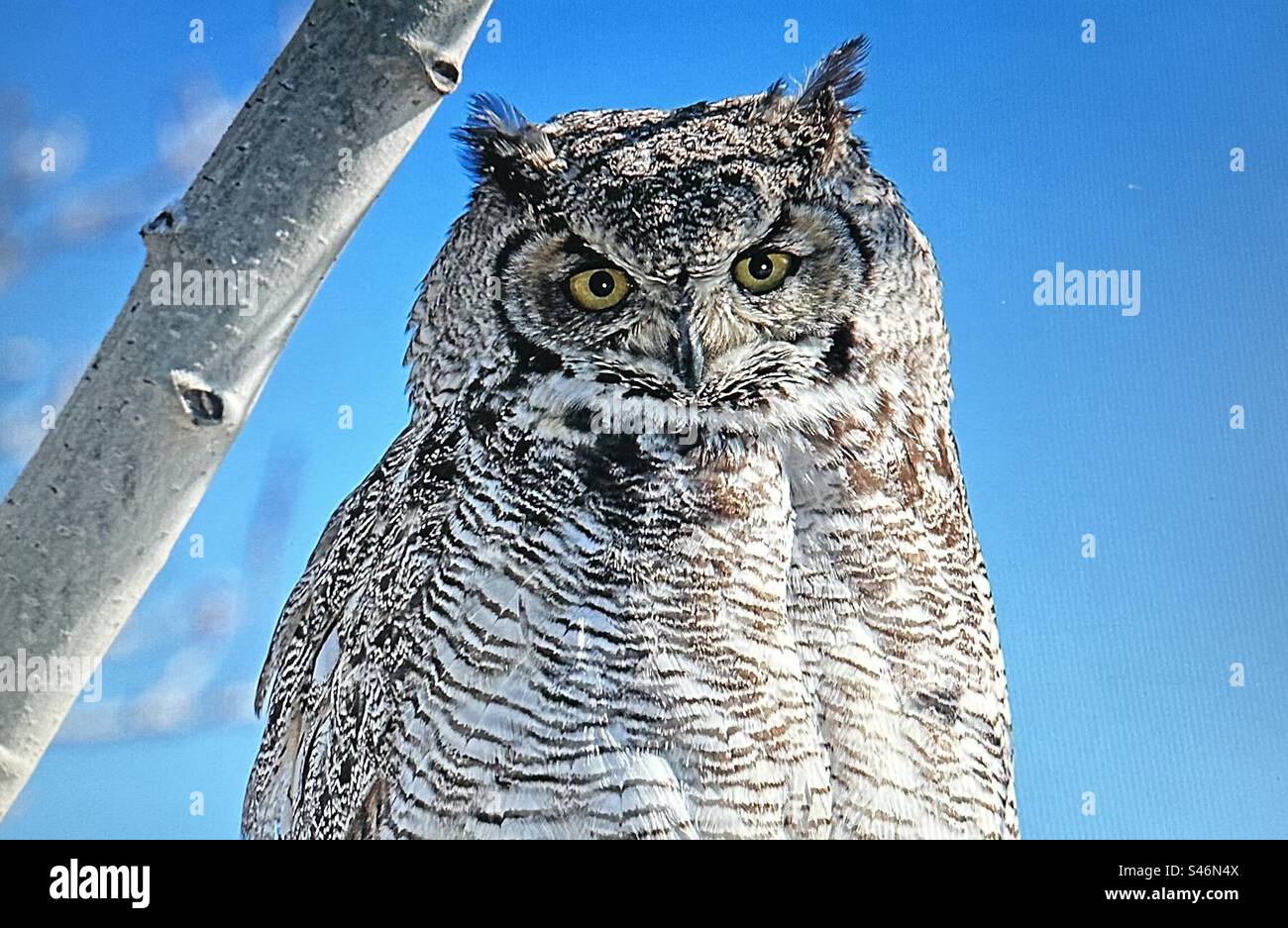 Great horned owl, wildlife of Canada, birds of North America, starry eyes Stock Photo
