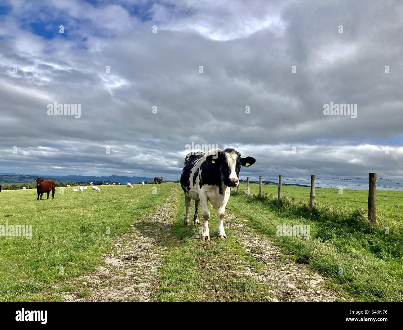 Cow blocking a right of way on the Kerry Ridgeway near Kerry, Newtown, Powys, Wales - Smartphone Captured Stock Image