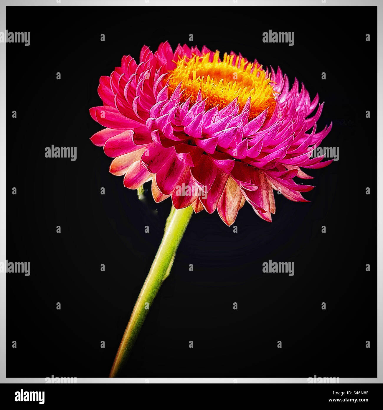 Colourful flower - Smartphone Captured Stock Image
