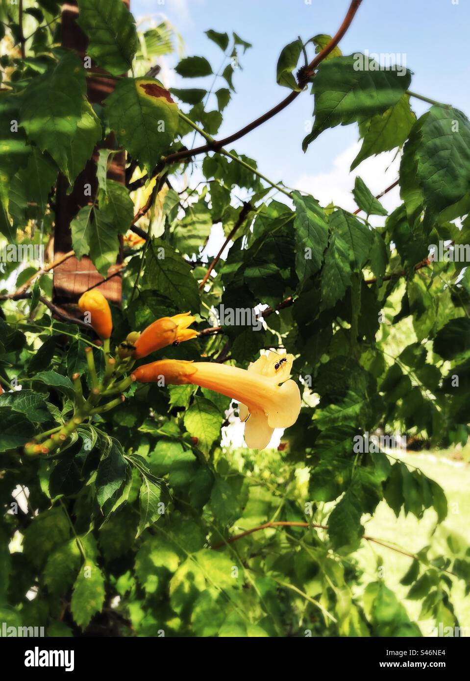 Trumpet Vine in flower in a garden in summer, Spain Stock Photo