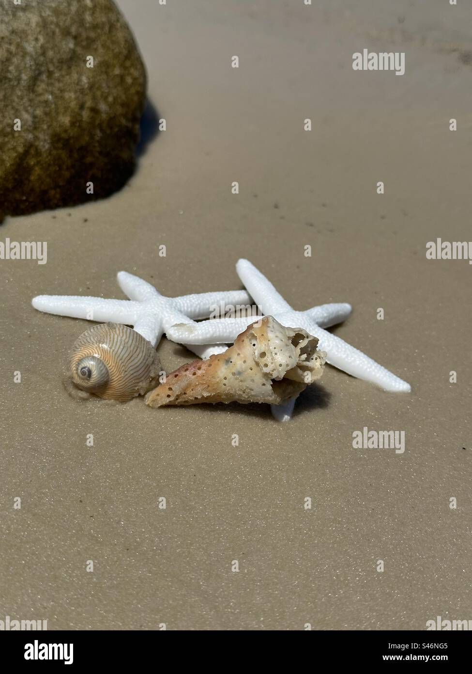 Starfish and seashells on beach sand Stock Photo
