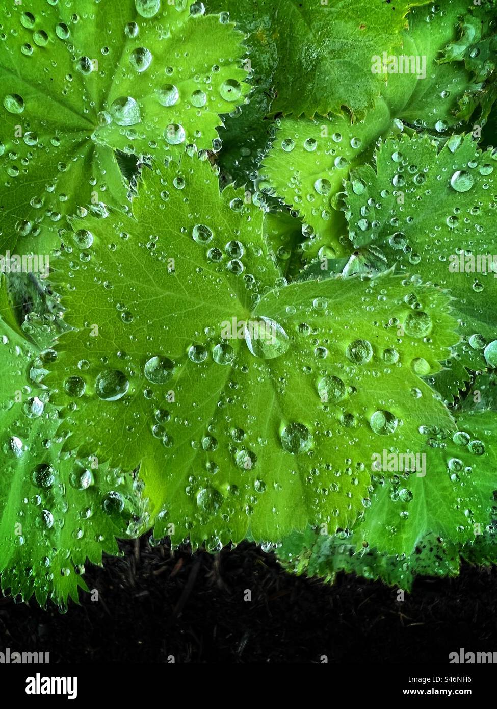 Water droplets on leaves after rain shower Stock Photo