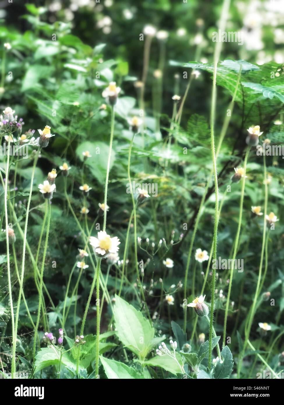 Dandelion and daisy hi-res stock photography and images - Alamy