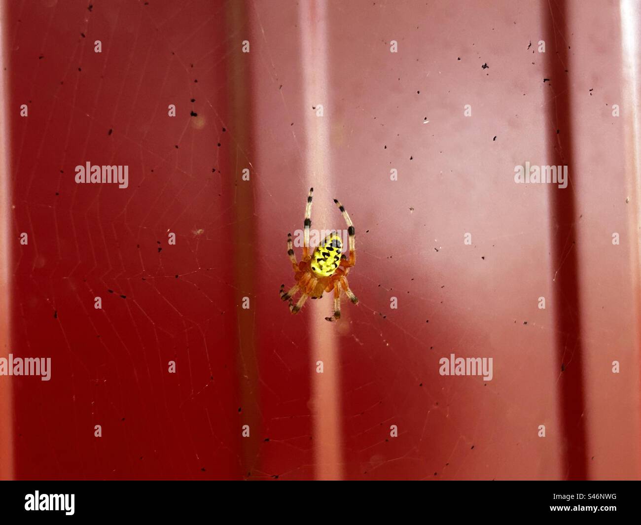 Banana Spider on a web Stock Photo Alamy