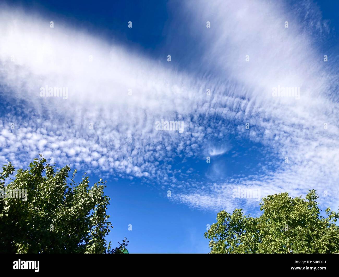 Stratospheric clouds over a plum and walnut tree - Smartphone Captured Stock Image