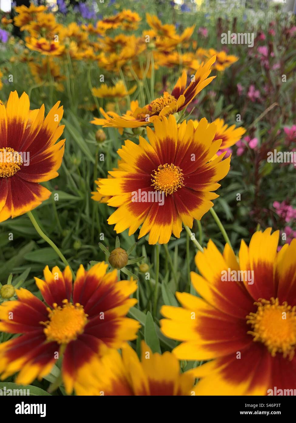 Blanket Flower, or Gaillardia as it is officially known, is native to both North and South America. Its compact, bouquet-like foliage and flowers can thrive in all types of soil. - Smartphone Captured Stock Image