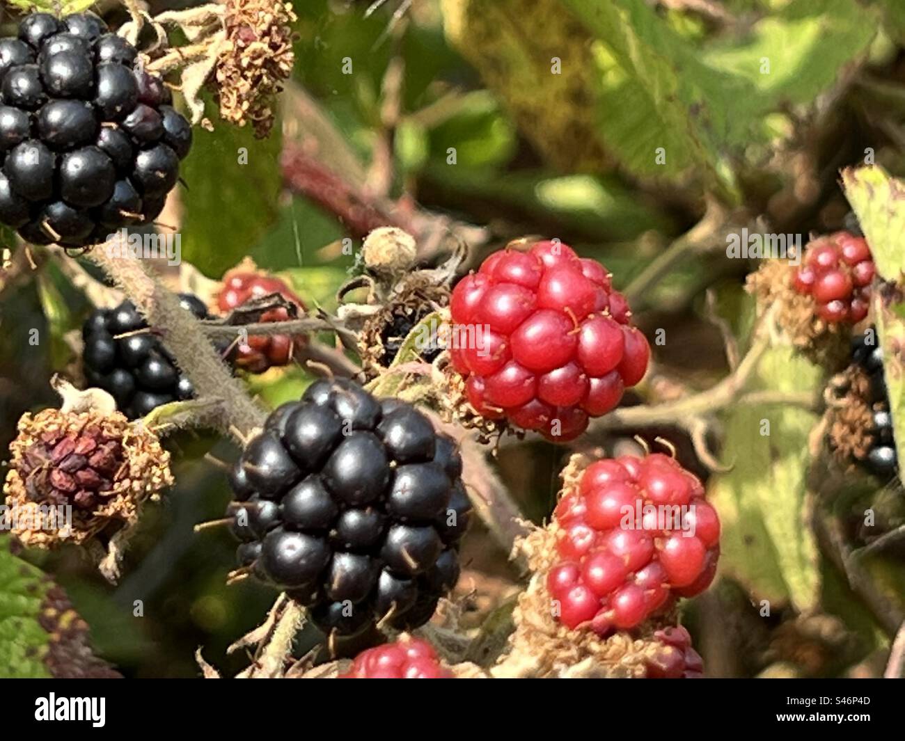 Brambles/blackberries - a mix of ripe and unripe berries - Smartphone Captured Stock Image