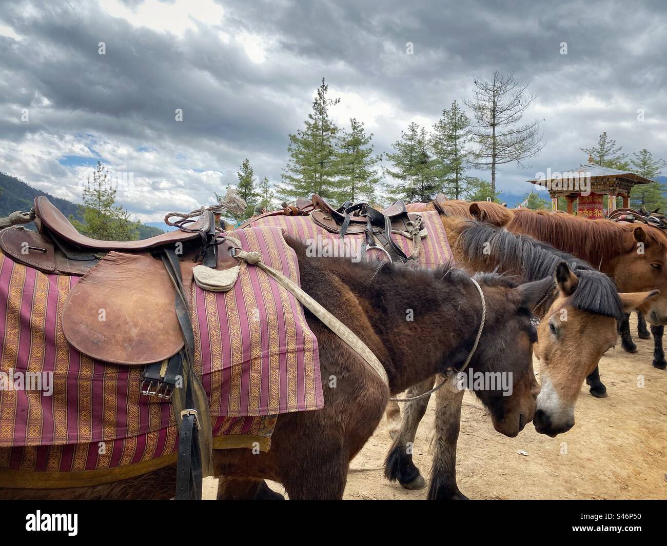 Horses with seedless - Smartphone Captured Stock Image