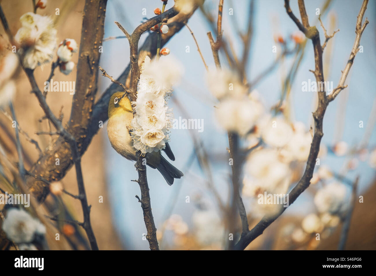 Bird and flower - Smartphone Captured Stock Image Bird and flower - Smartphone Captured Stock Image