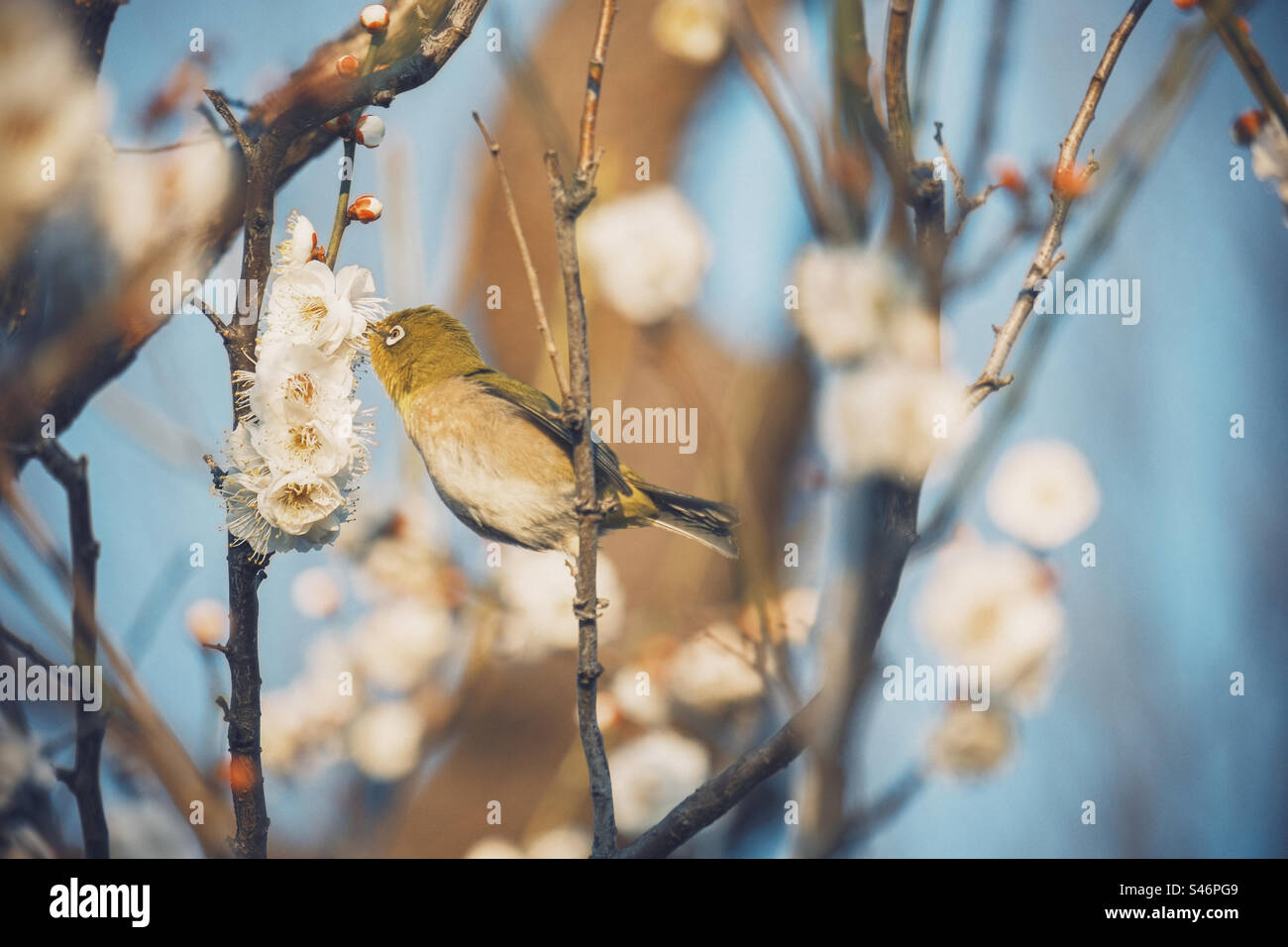 Bird and ume flowers - Smartphone Captured Stock Image Bird and ume flowers - Smartphone Captured Stock Image