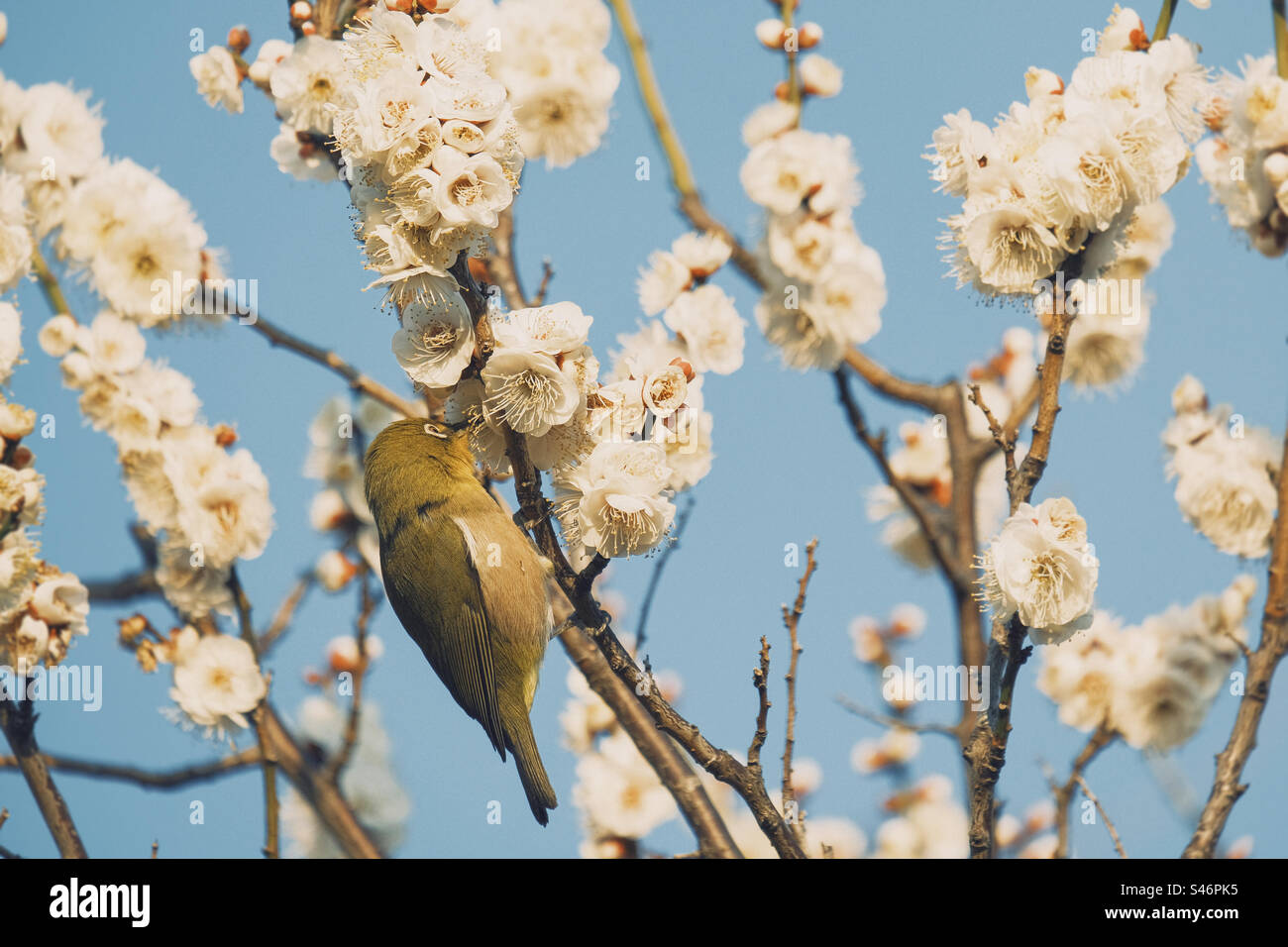 A bird sucks the Uma flower's nectar in Japan Spring - Smartphone Captured Stock Image A bird sucks the Uma flower's nectar in Japan Spring - Smartphone Captured Stock Image
