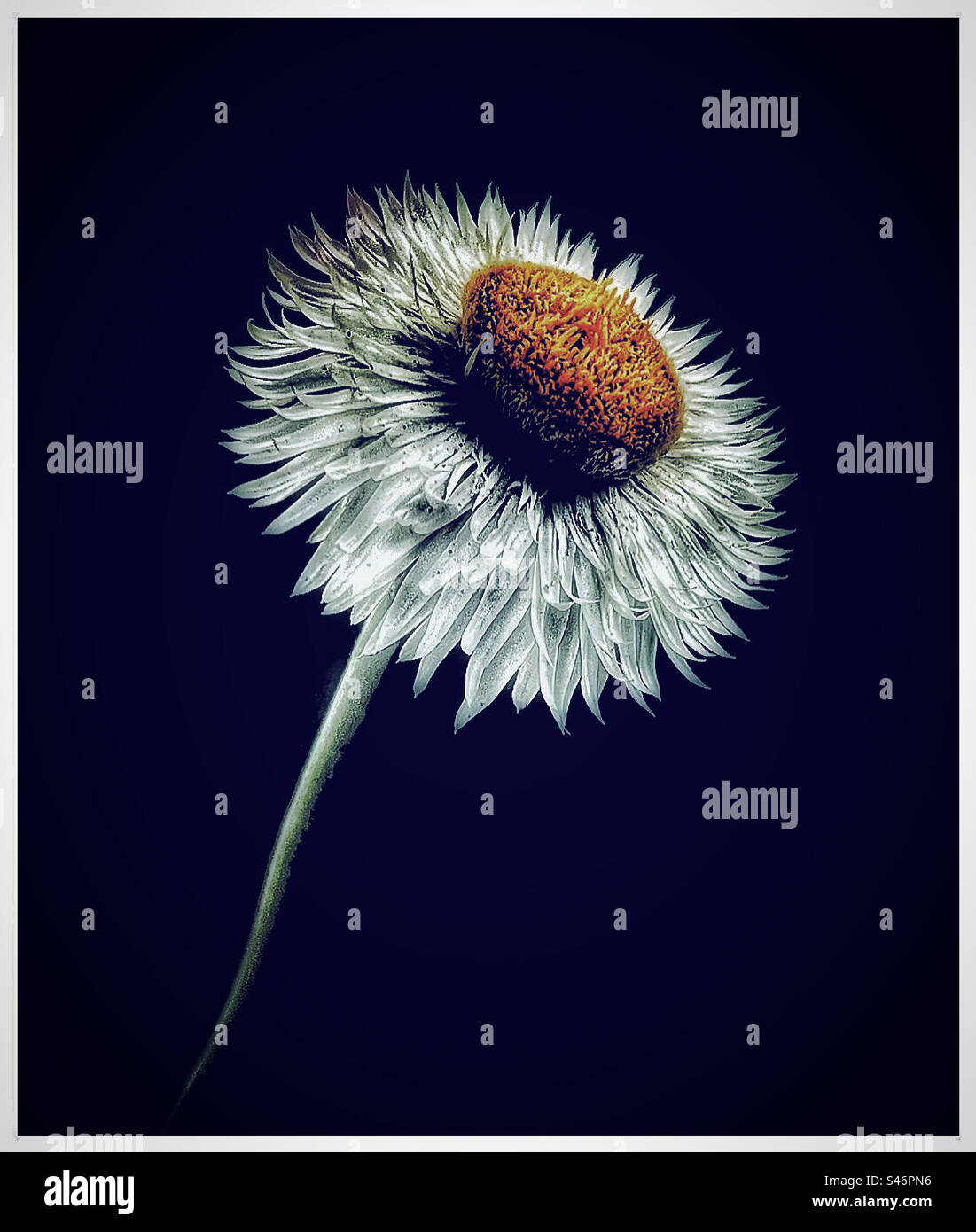 Strawflower. - Smartphone Captured Stock Image