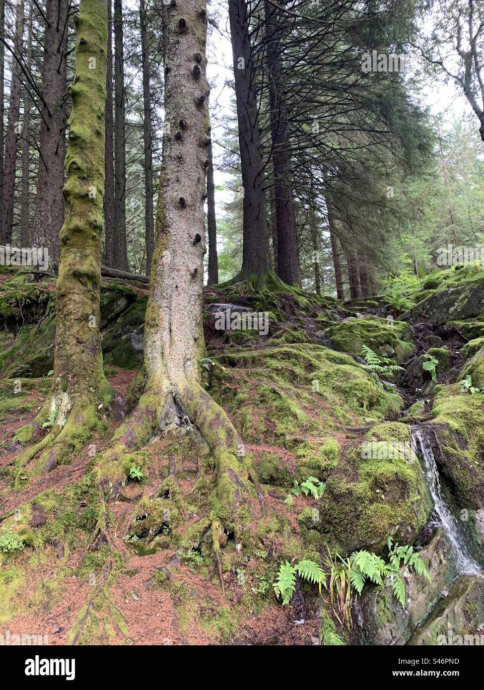 Forest around Bergen Norway Stock Photo
