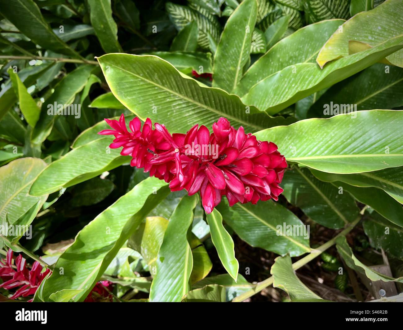 Red tropical flower hi-res stock photography and images - Alamy