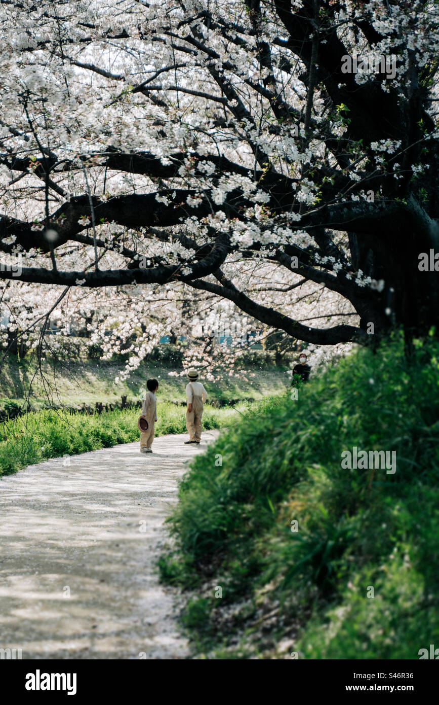 Japanese kids are waiting for daddy under the spring cherry blossom - Smartphone Captured Stock Image