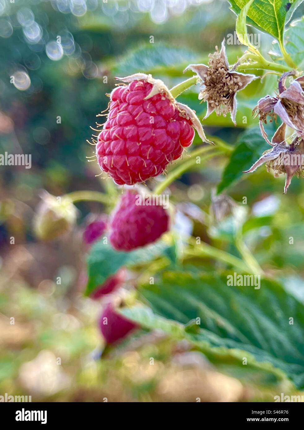 Raspberry - Smartphone Captured Stock Image