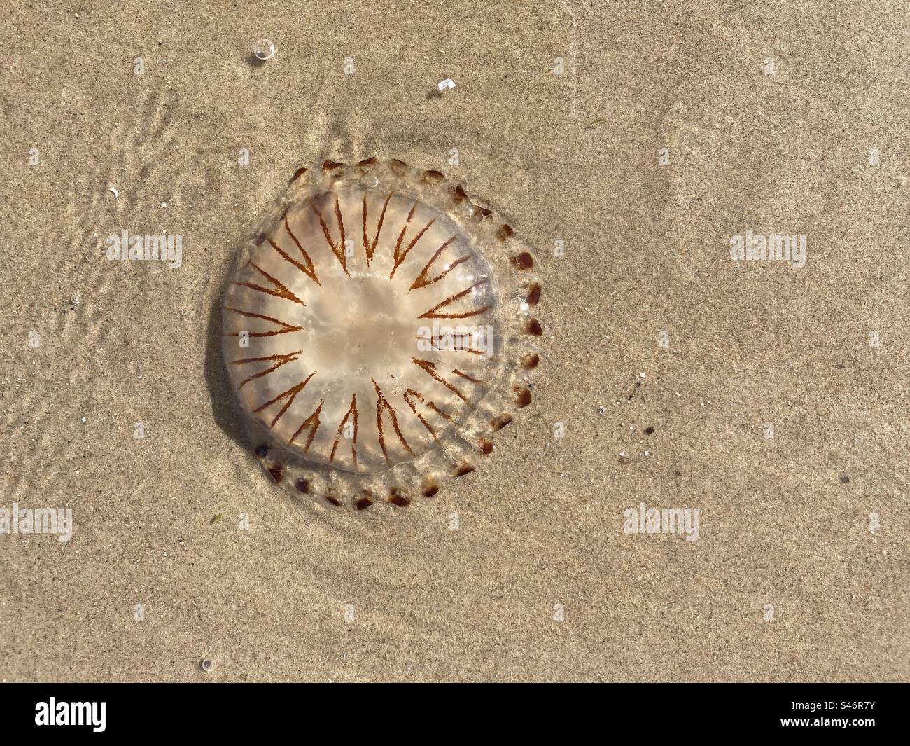 The symmetrical pattern of a compass jellyfish on the beach Stock Photo ...
