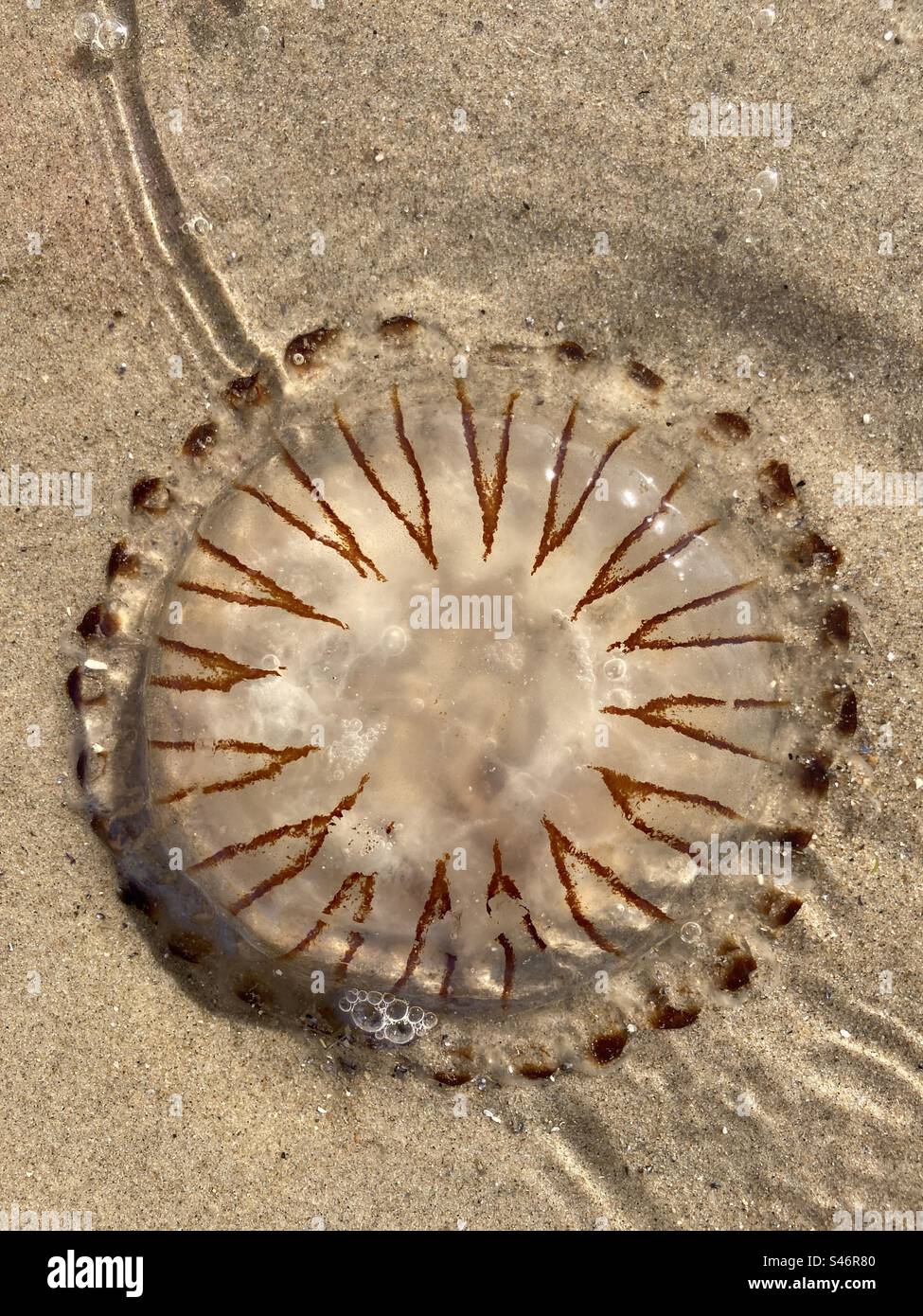 The symmetrical pattern of a compass jellyfish on the beach - Smartphone Captured Stock Image