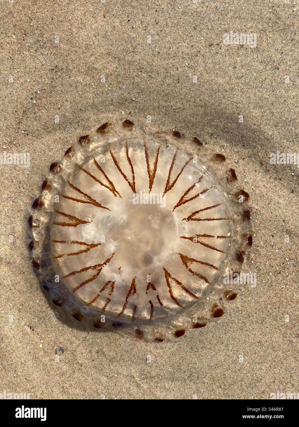 The symmetrical pattern of a compass jellyfish on the beach - Smartphone Captured Stock Image