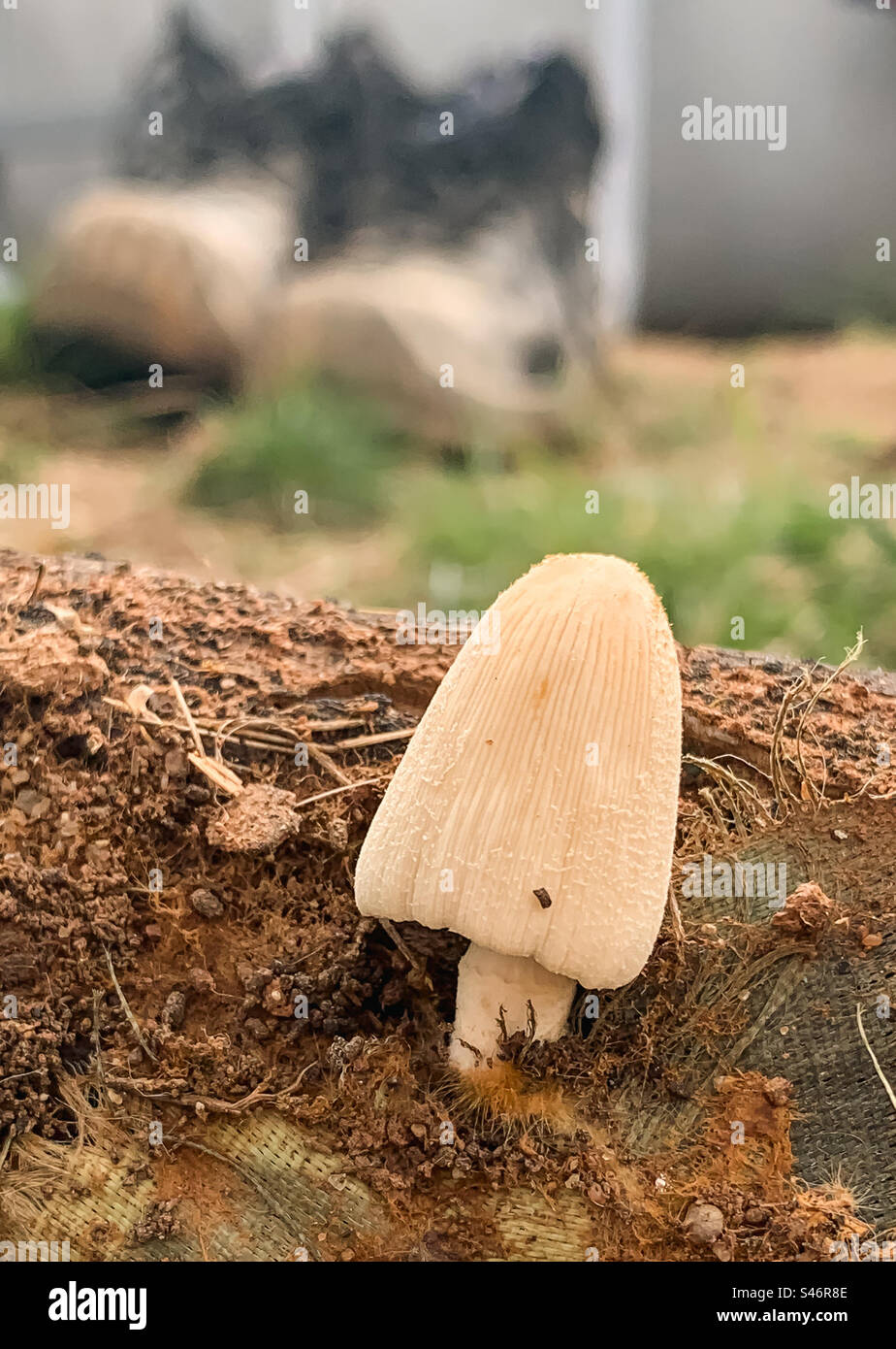 A coprinaceae growing out the soil, with gardening boots in the background Stock Photo