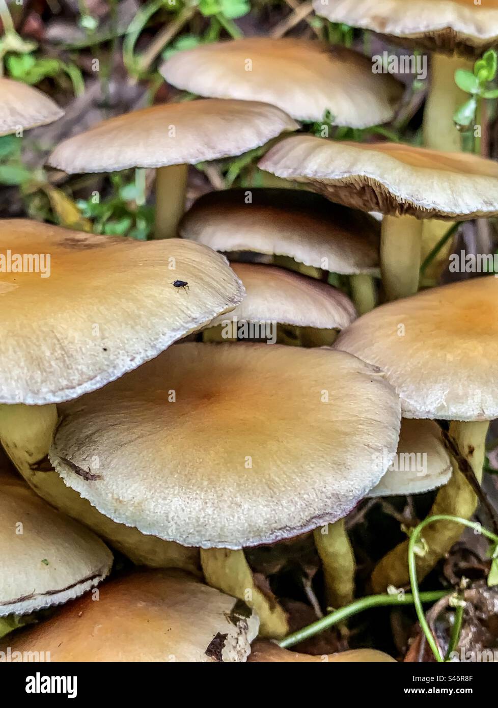 Hymenogastraceae mushrooms - Smartphone Captured Stock Image