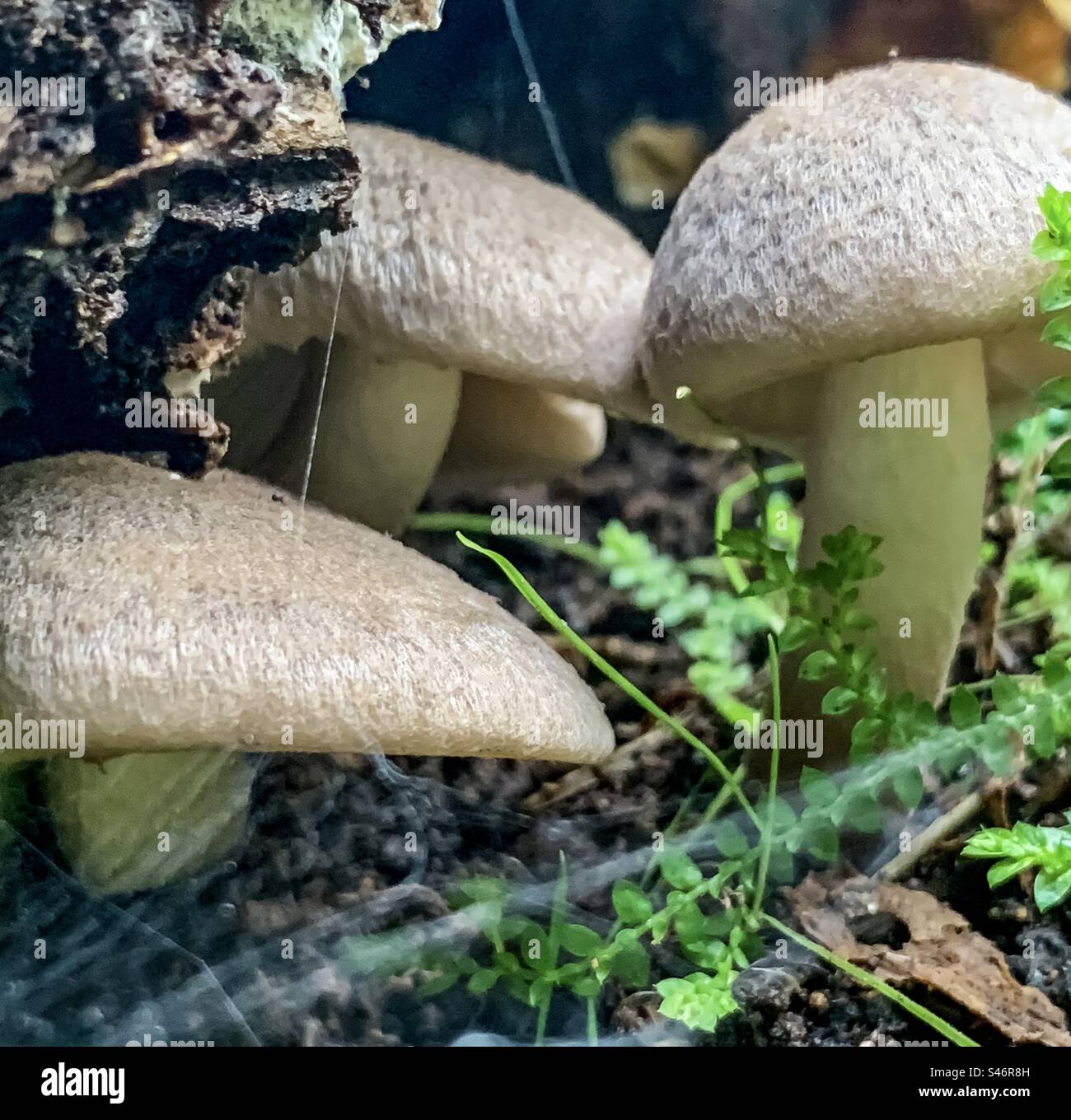 Boletes mushrooms and cobwebs - Smartphone Captured Stock Image
