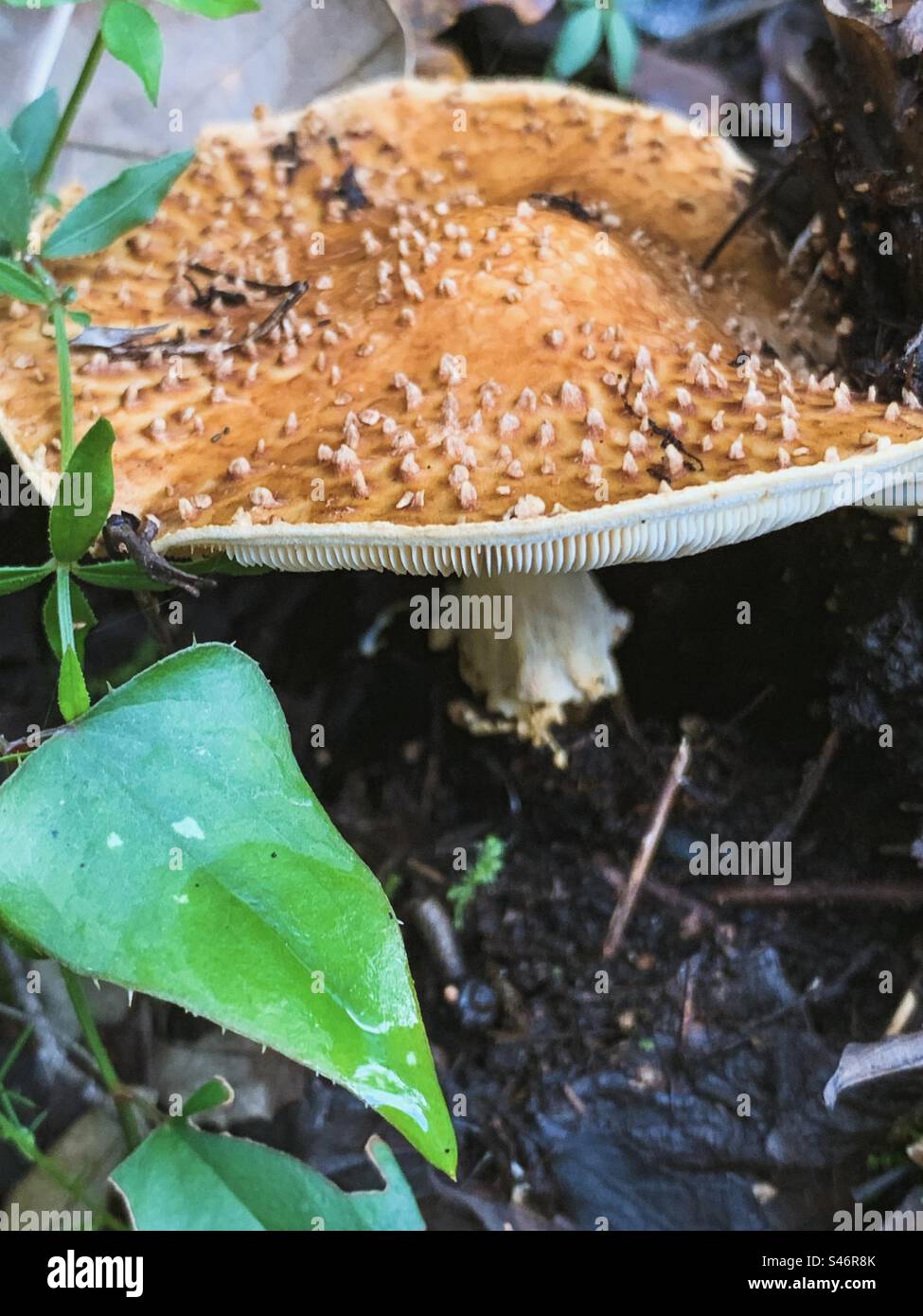 An amanita mushroom and green leaf - Smartphone Captured Stock Image