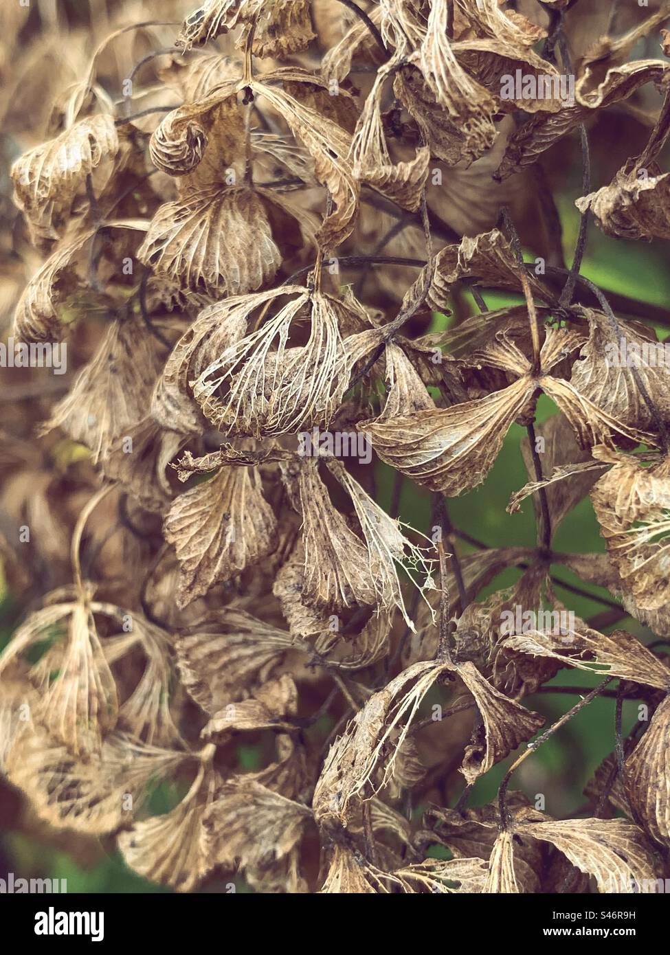 Dried up hydrangea flowers Stock Photo