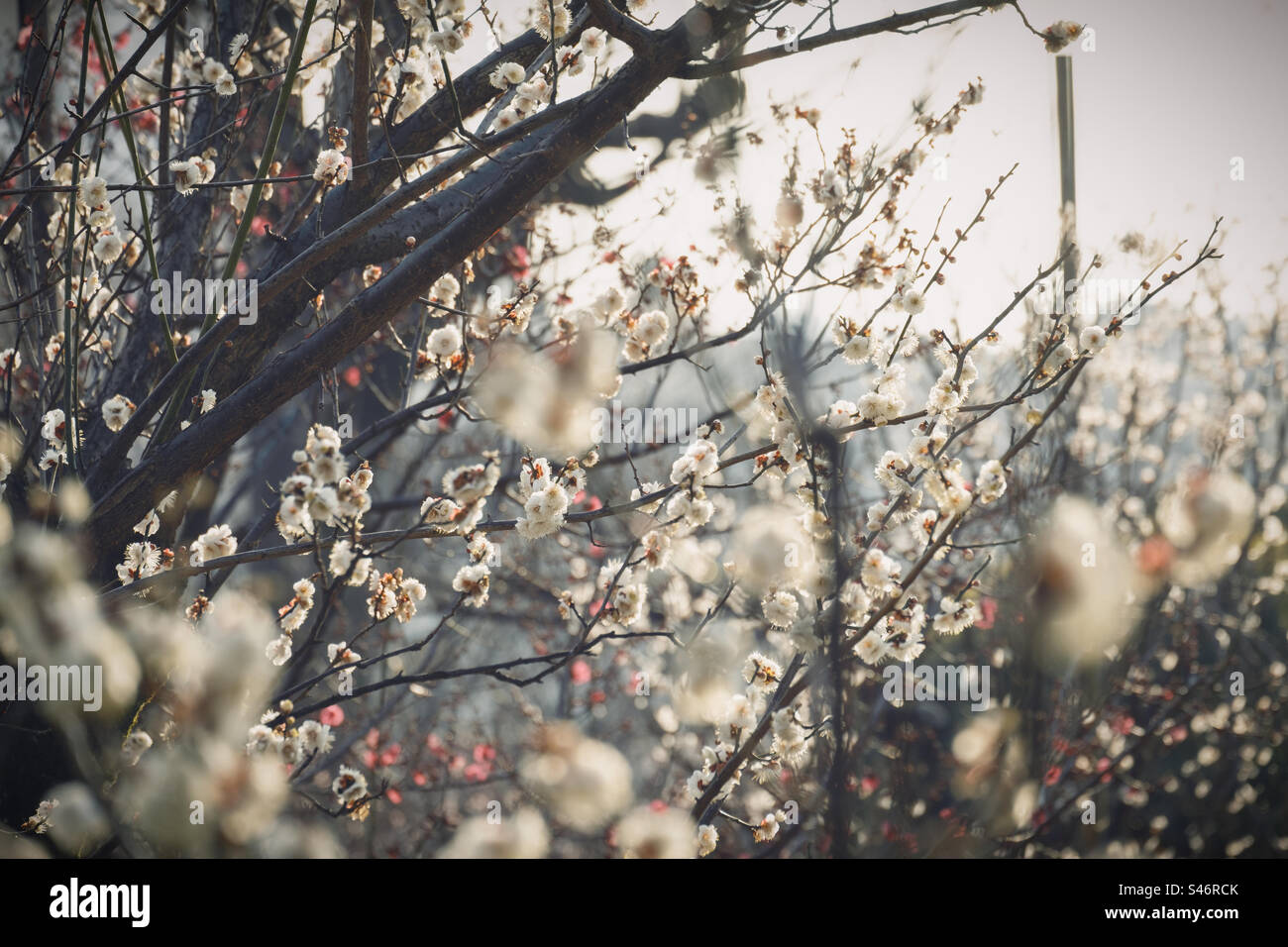 White prunus mume flower in Japan spring 2023 Stock Photo Alamy