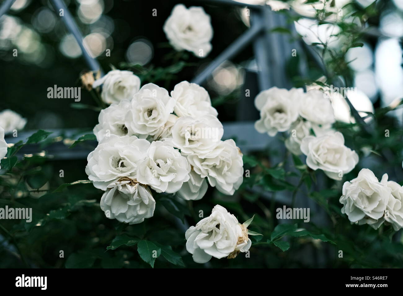 White roses Stock Photo