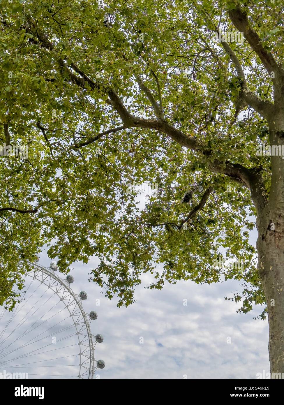 The London Eye. - Smartphone Captured Stock Image