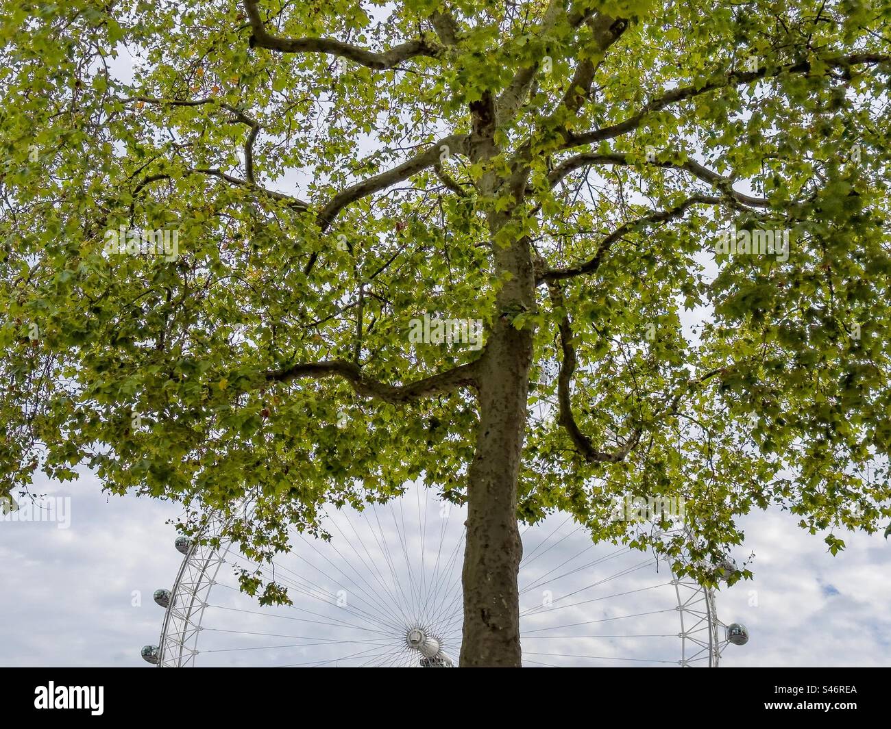 The London Eye. - Smartphone Captured Stock Image