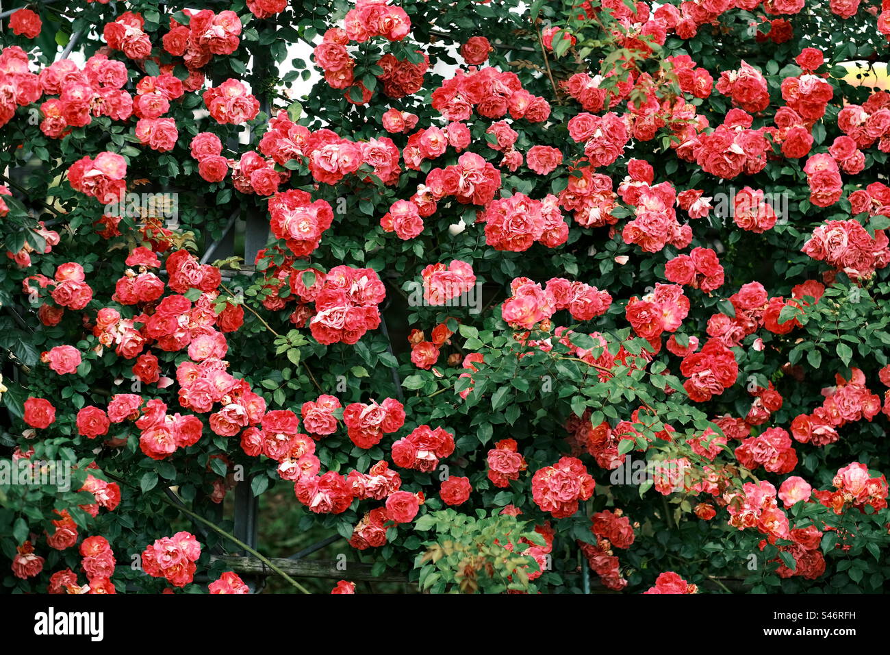 A place full of roses Stock Photo Alamy