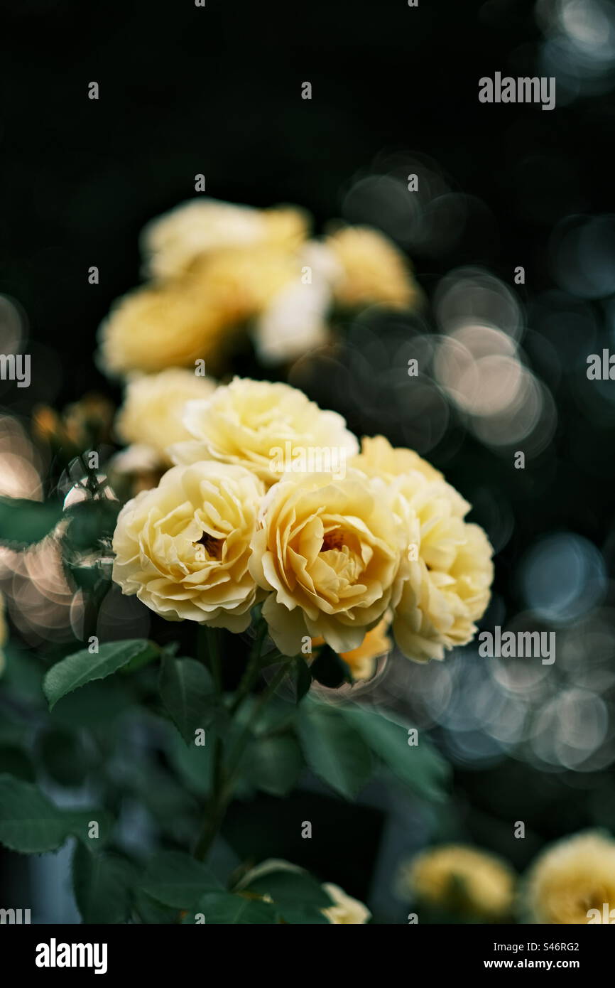 Beautiful yellow roses hi-res stock photography and images - Alamy