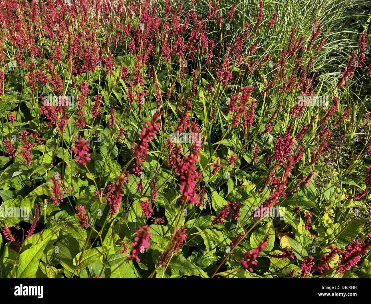 Persicaria plant in a sensory garden Stock Photo