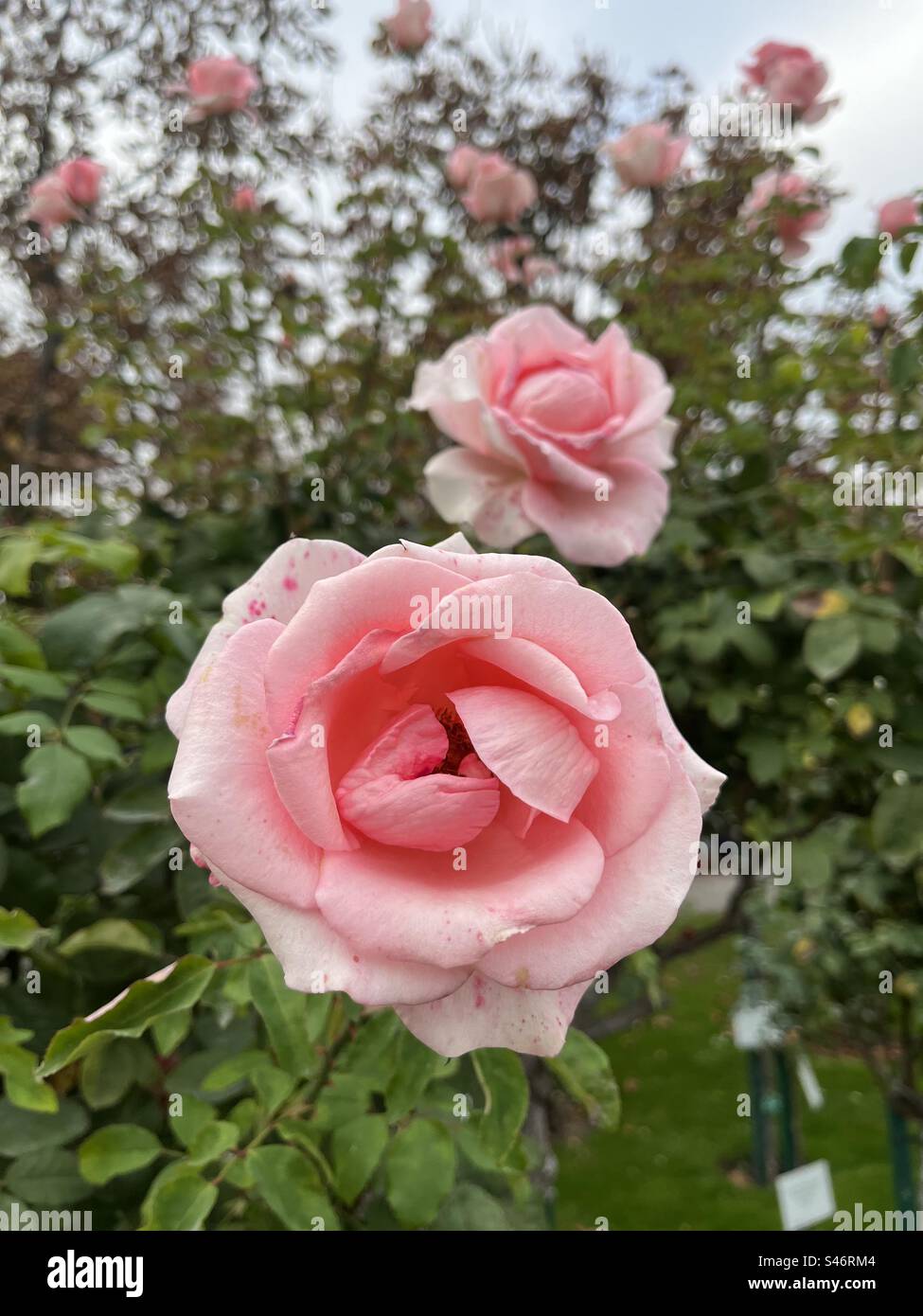 Rose - Smartphone Captured Stock Image