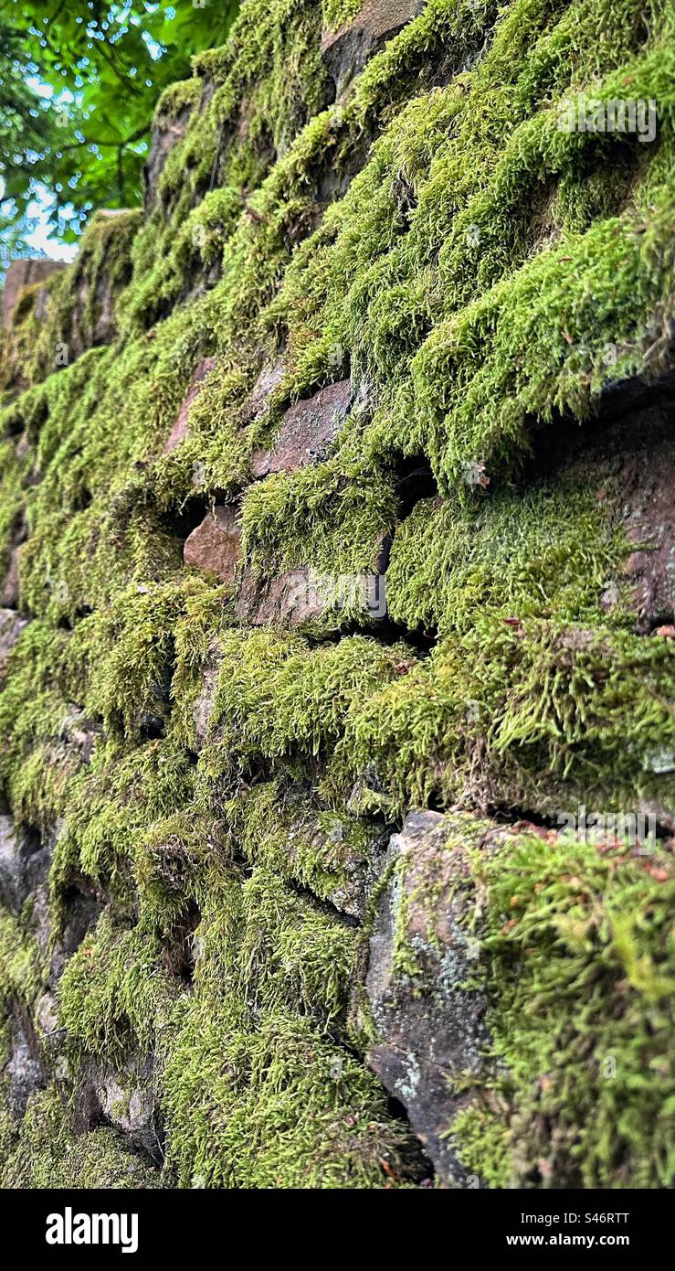 Common striated feather-moss (scientific name - Eurhynchium striatum) covers a dry stone wall in the countryside, giving it a vibrant green coat. Stock Photo