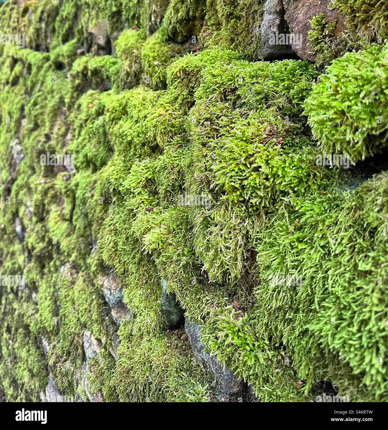 Common striated feather-moss (Scientific name - Eurhynchium striatum) grows on a dry stone wall in the countryside. Close up and full screen. Stock Photo